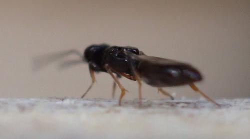 Calymmochilus sp.